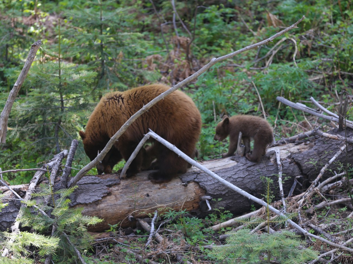 Yosemite ’25 –&nbsp;Bears!